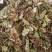火炭母，新货颜色好的没有粉末