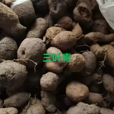 三叶青