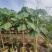 非洲木芙蓉城市园区绿化苗木，开花乔木，基地直发