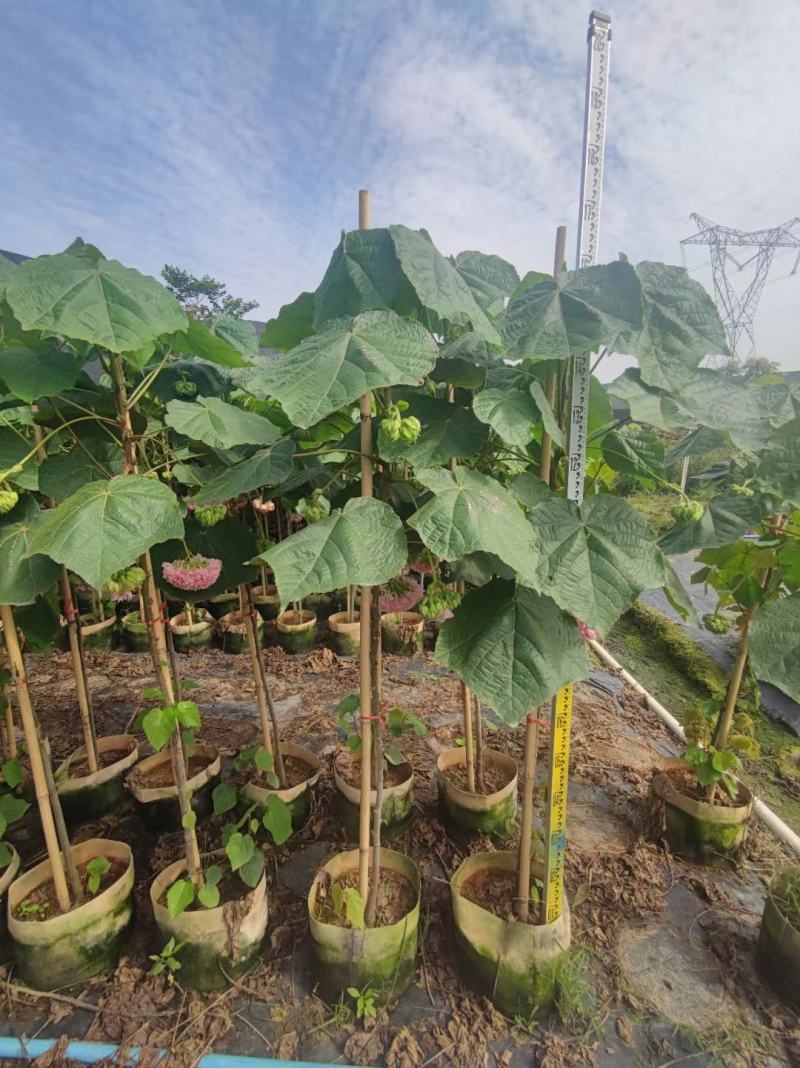 非洲木芙蓉城市园区绿化苗木，开花乔木，基地直发