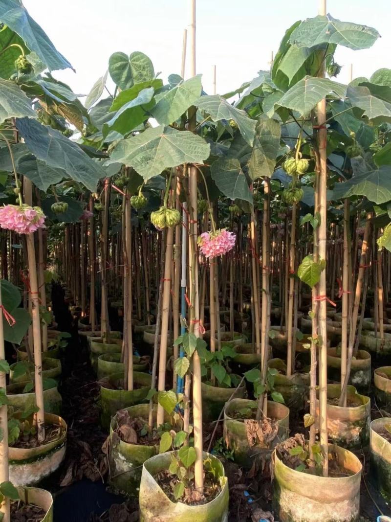 非洲木芙蓉城市园区绿化苗木，开花乔木，基地直发