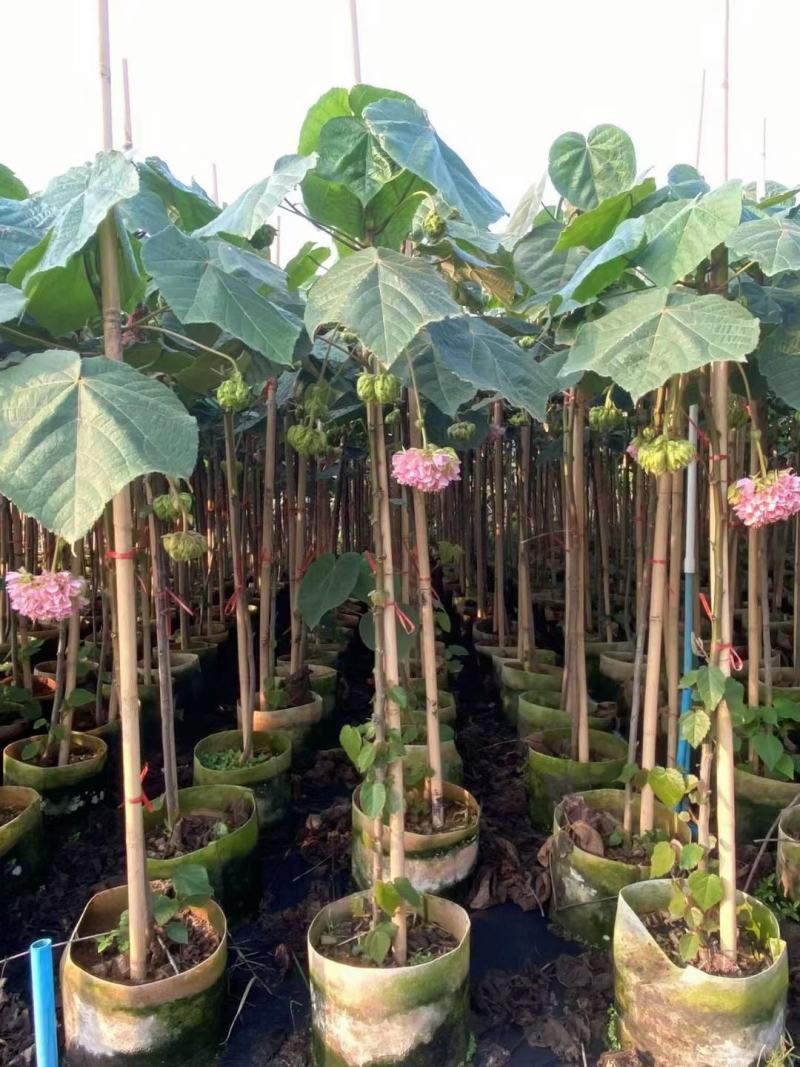 非洲木芙蓉城市园区绿化苗木，开花乔木，基地直发