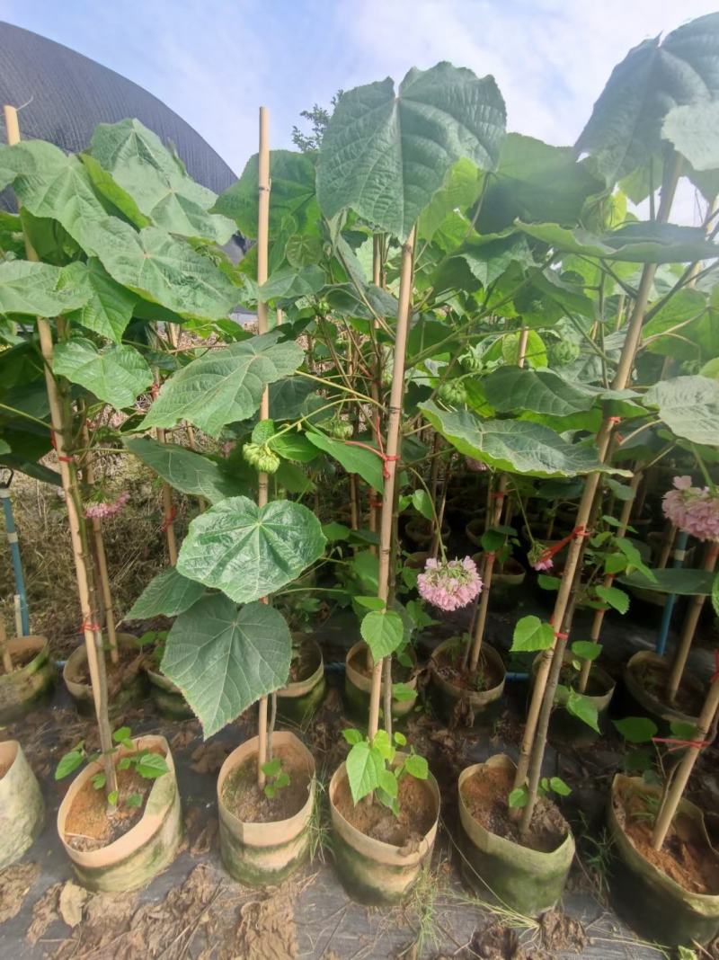 非洲木芙蓉城市园区绿化苗木，开花乔木，基地直发