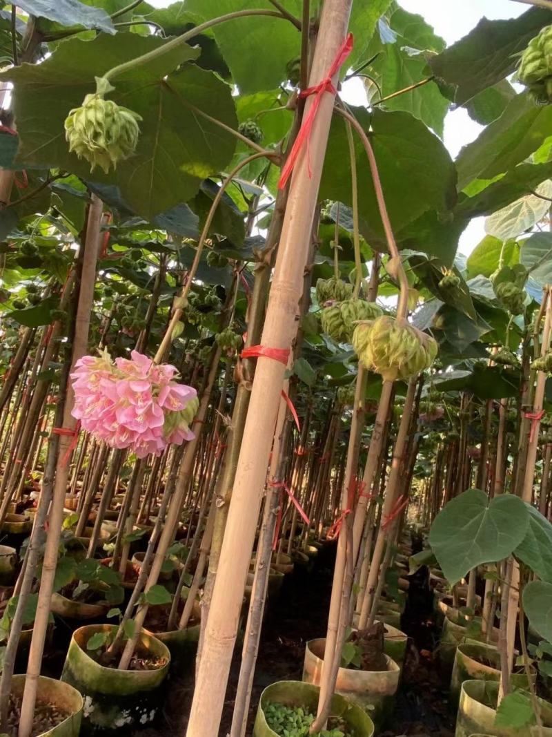 非洲木芙蓉城市园区绿化苗木，开花乔木，基地直发