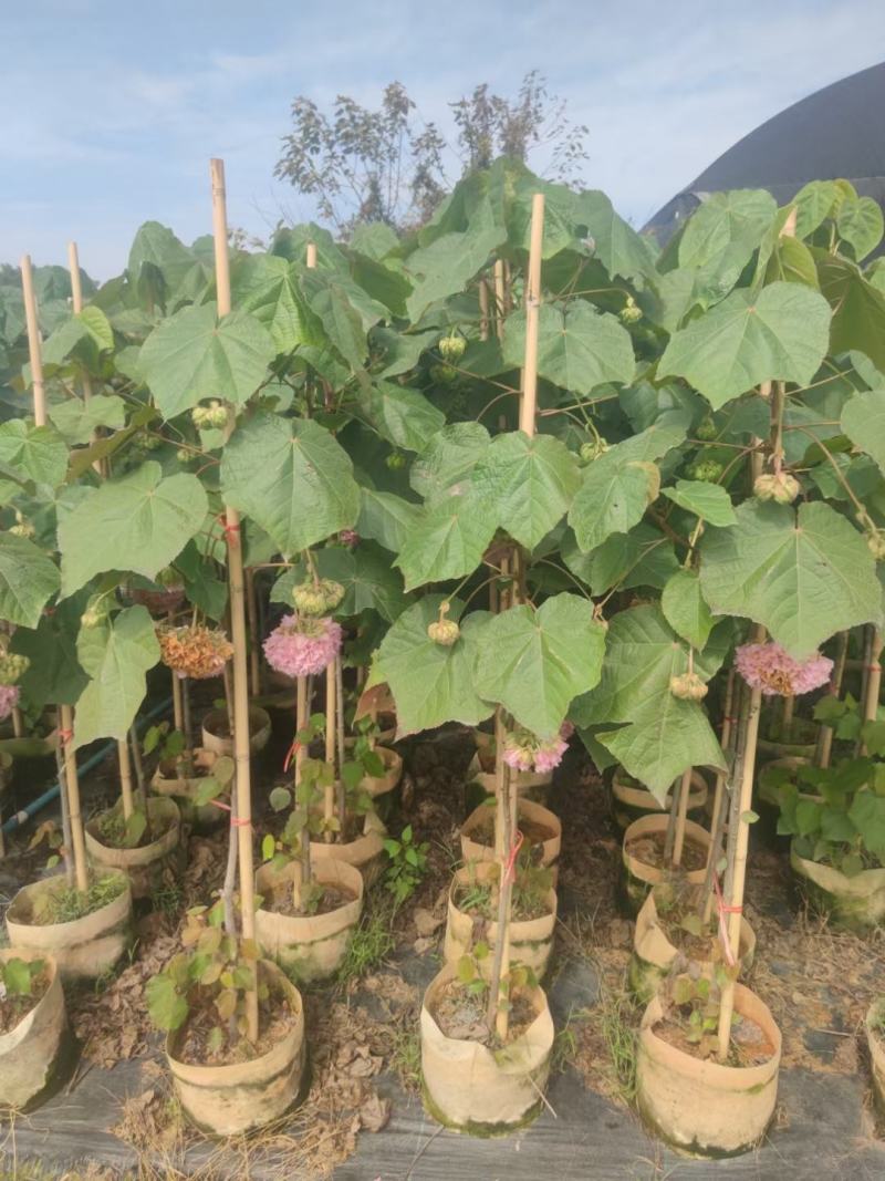 非洲木芙蓉城市园区绿化苗木，开花乔木，基地直发