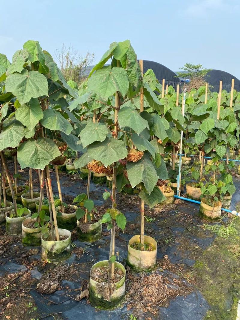 非洲木芙蓉城市园区绿化苗木，开花乔木，基地直发