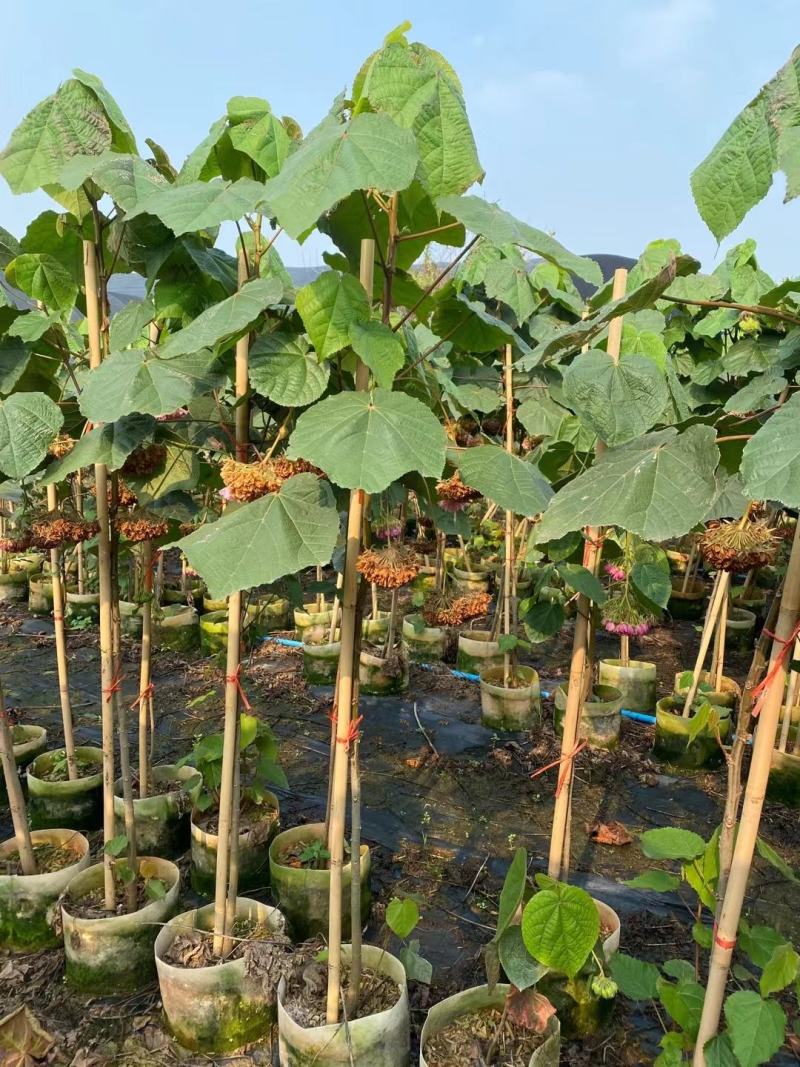 非洲木芙蓉城市园区绿化苗木，开花乔木，基地直发