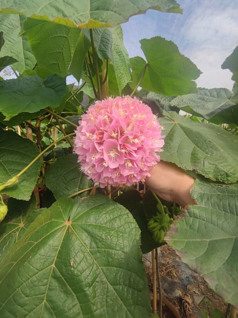 非洲木芙蓉城市园区绿化苗木，开花乔木，基地直发
