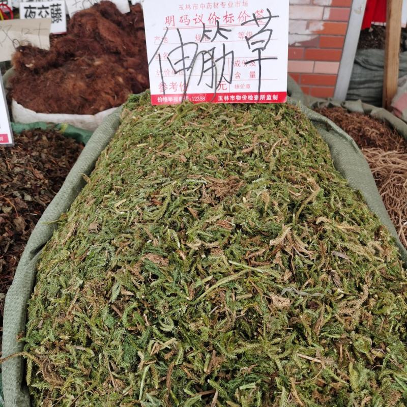 伸筋草
