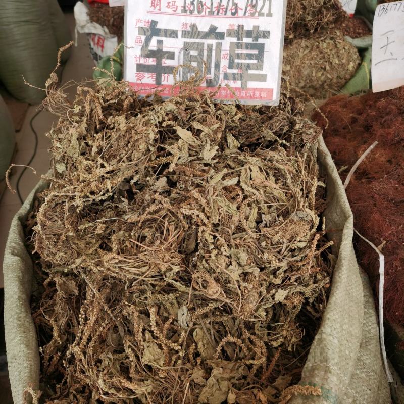 伸筋草