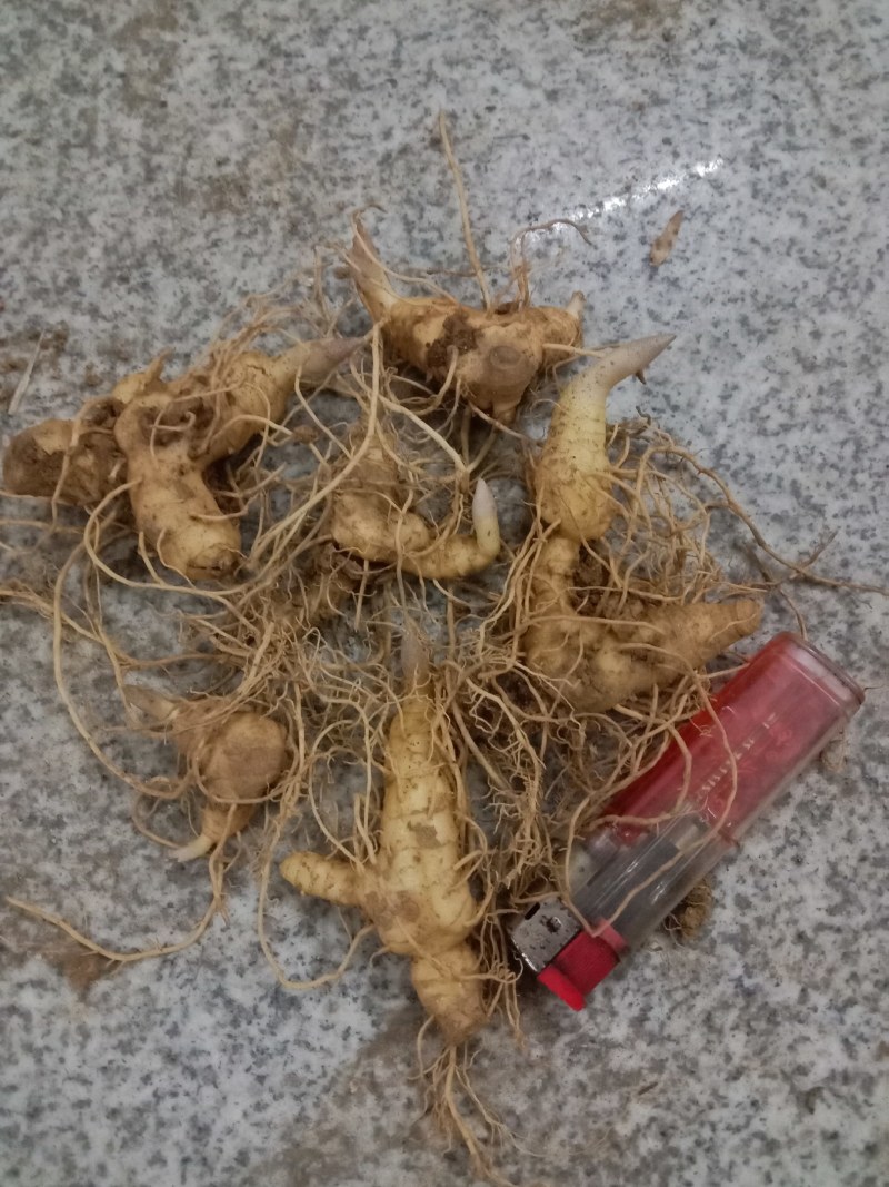 大别山姜形甜黄精倒苗品种药典品种