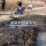 汽油机吸污泵，抽粪泵