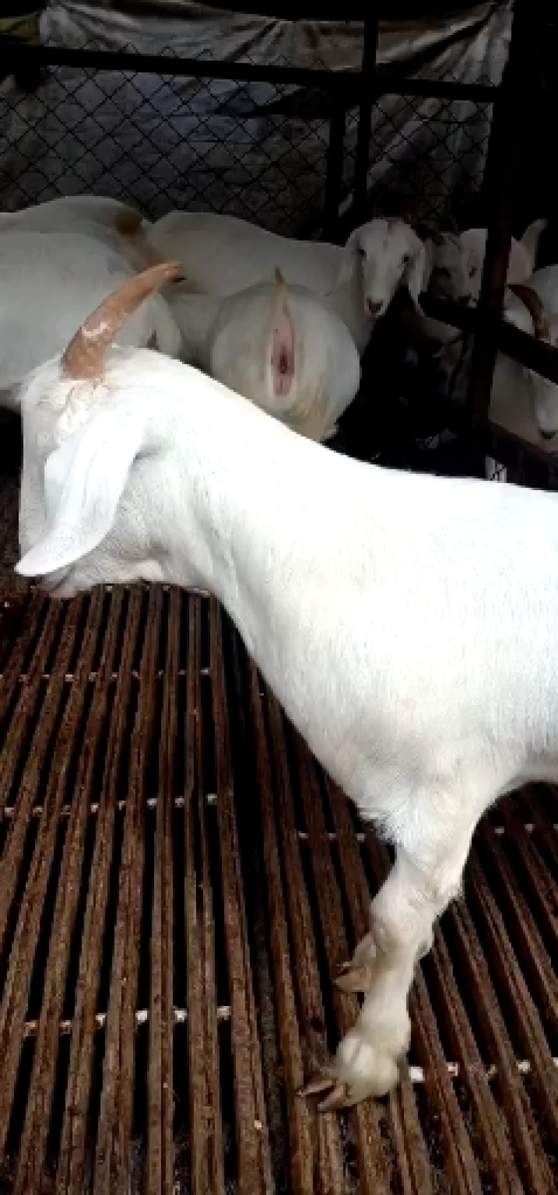 纯种基础怀孕小尾寒羊批发白山羊价格全国包邮