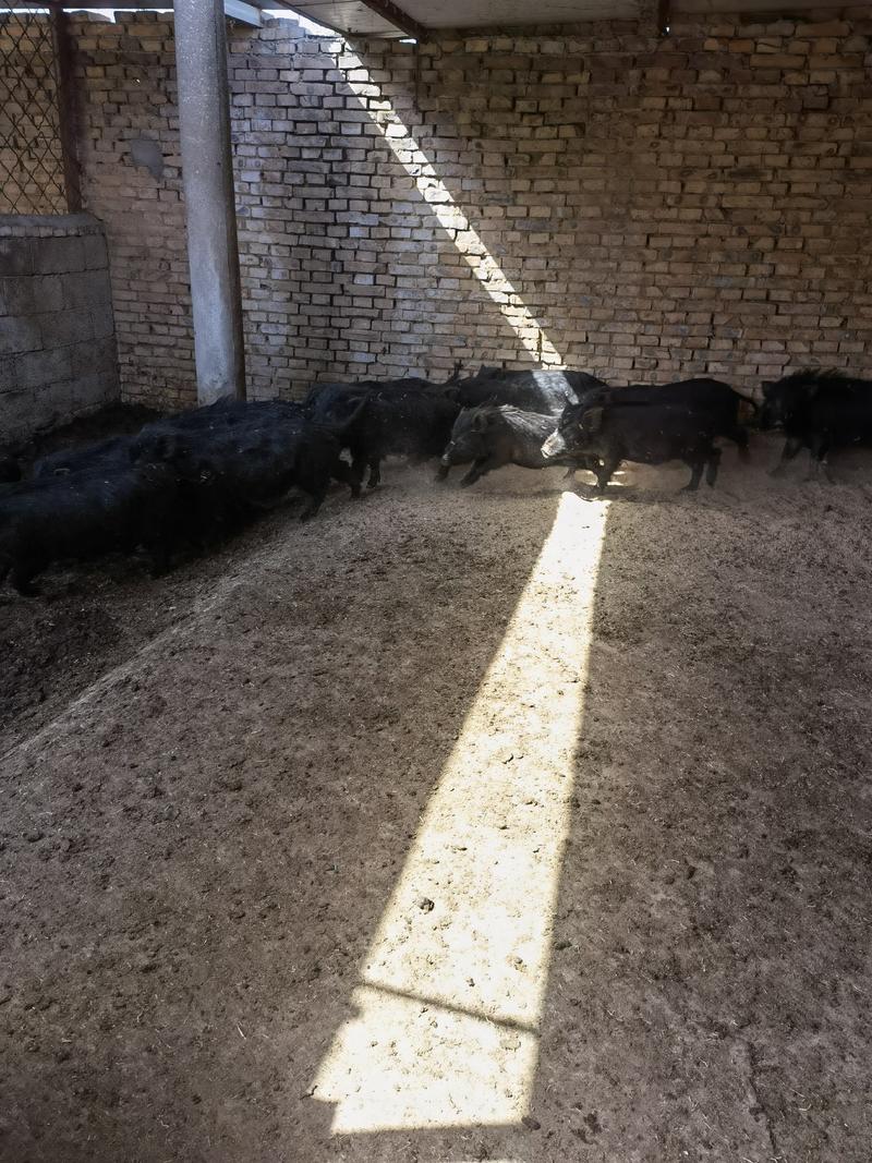 藏香猪包活包健康可以线上交易，安全有保障