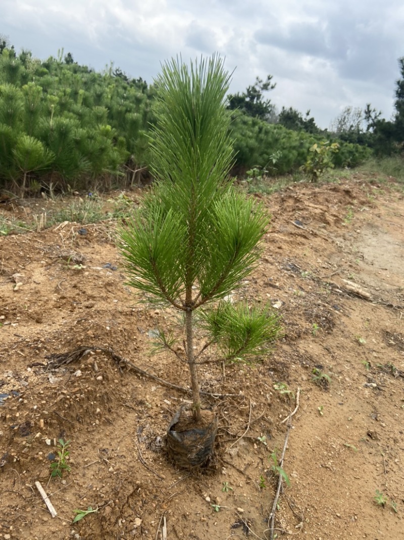 黑松苗50公分高黑松树苗基地直发质量保证可实地考察