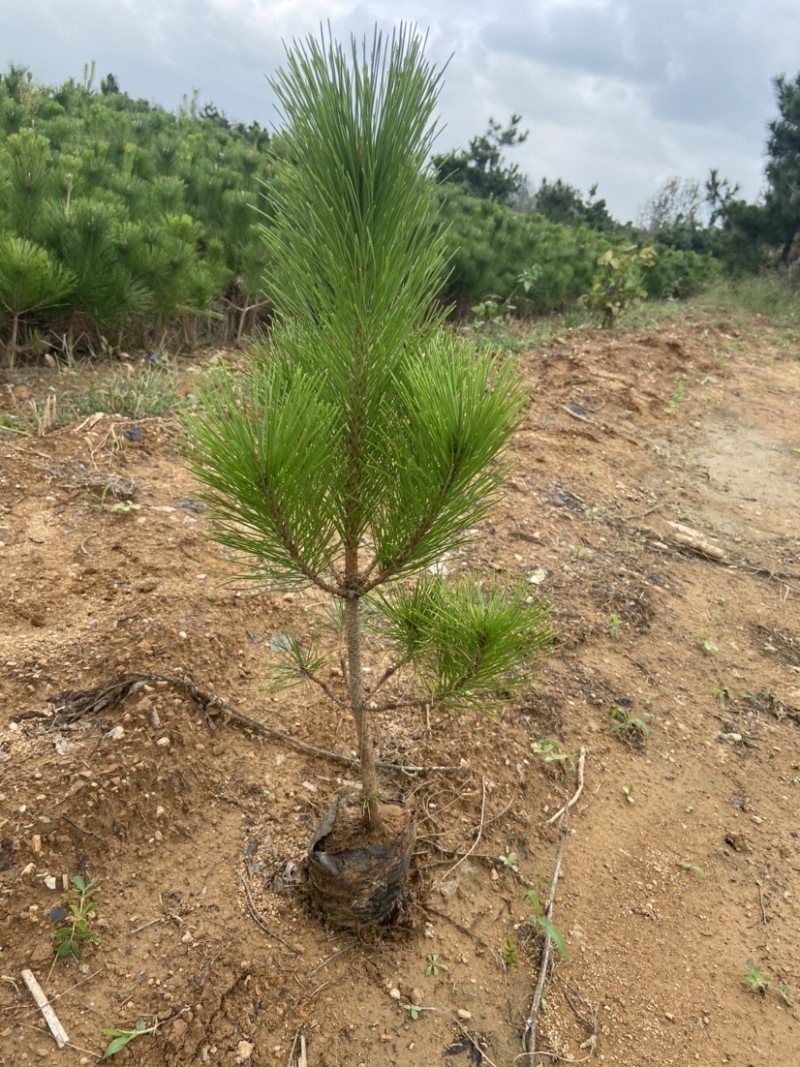 黑松苗50公分高黑松树苗基地直发质量保证可实地考察