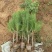 黑松苗50公分高黑松树苗基地直发质量保证可实地考察