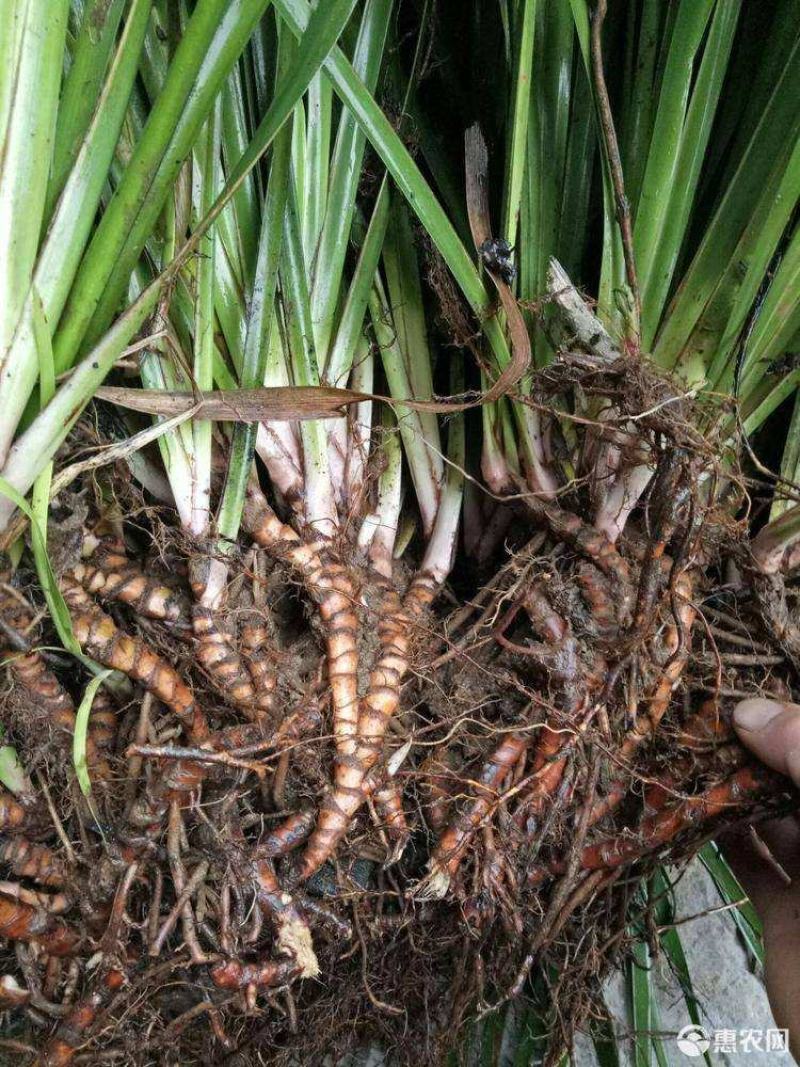 大量收购石菖蒲种苗