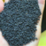 新黄芩种子(纯新种子)保证发芽率95%以上诚信代收