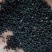 新黄芩种子(纯新种子)保证发芽率95%以上诚信代收