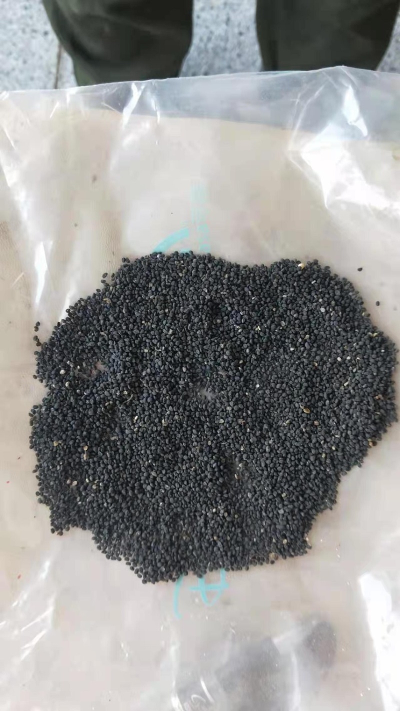 新黄芩种子(纯新种子)保证发芽率95%以上诚信代收