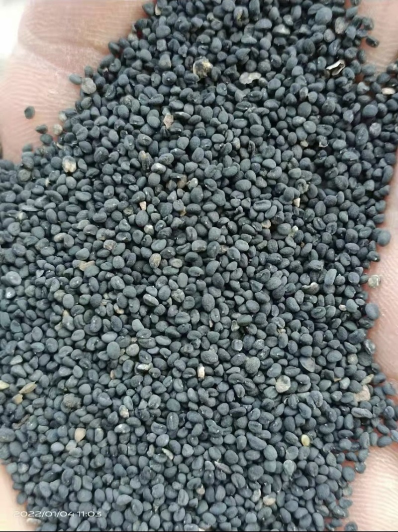 新黄芩种子(纯新种子)保证发芽率95%以上诚信代收