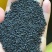 新黄芩种子(纯新种子)保证发芽率95%以上诚信代收