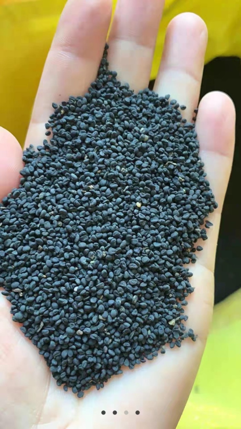 新黄芩种子(纯新种子)保证发芽率95%以上诚信代收