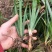 大量收购石菖蒲种苗