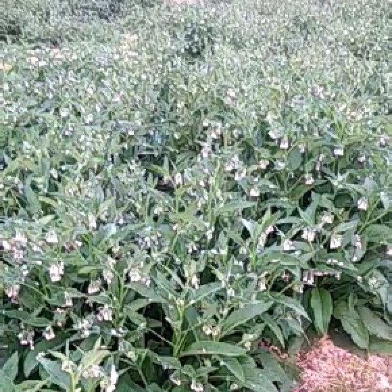 俄罗斯饲料菜，产量高达15吨，房前屋后都可以种植