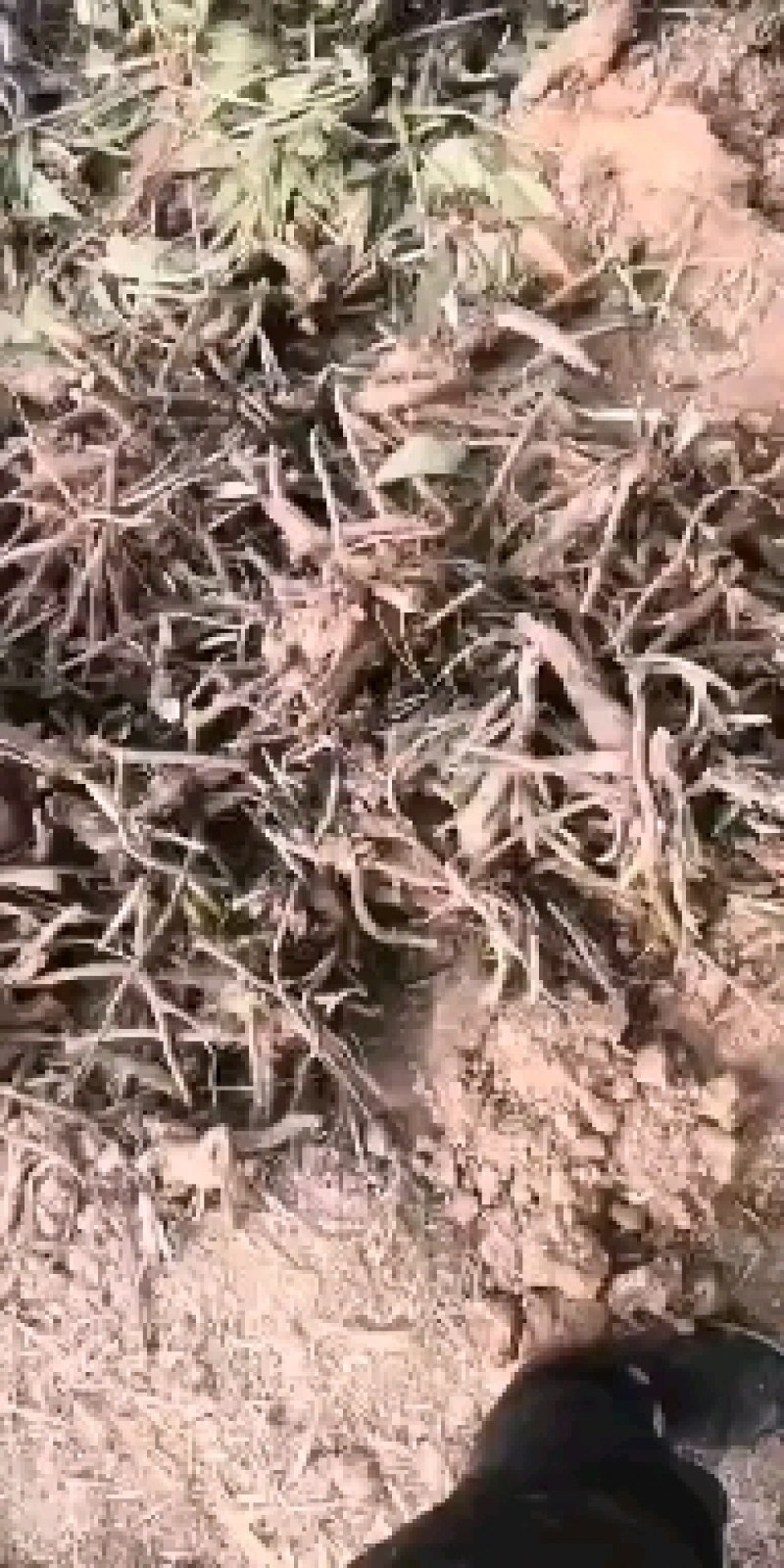 俄罗斯饲料菜，产量高达15吨，房前屋后都可以种植