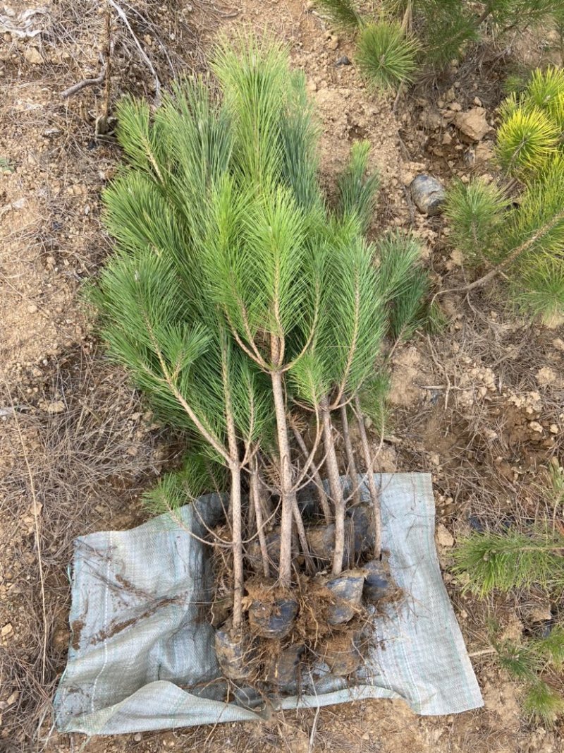 黑松苗黑松小苗黑松80公分高山东黑松黑松基地