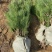 黑松苗黑松小苗黑松80公分高山东黑松黑松基地