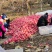 洛川苹果甲天下