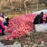 洛川苹果甲天下