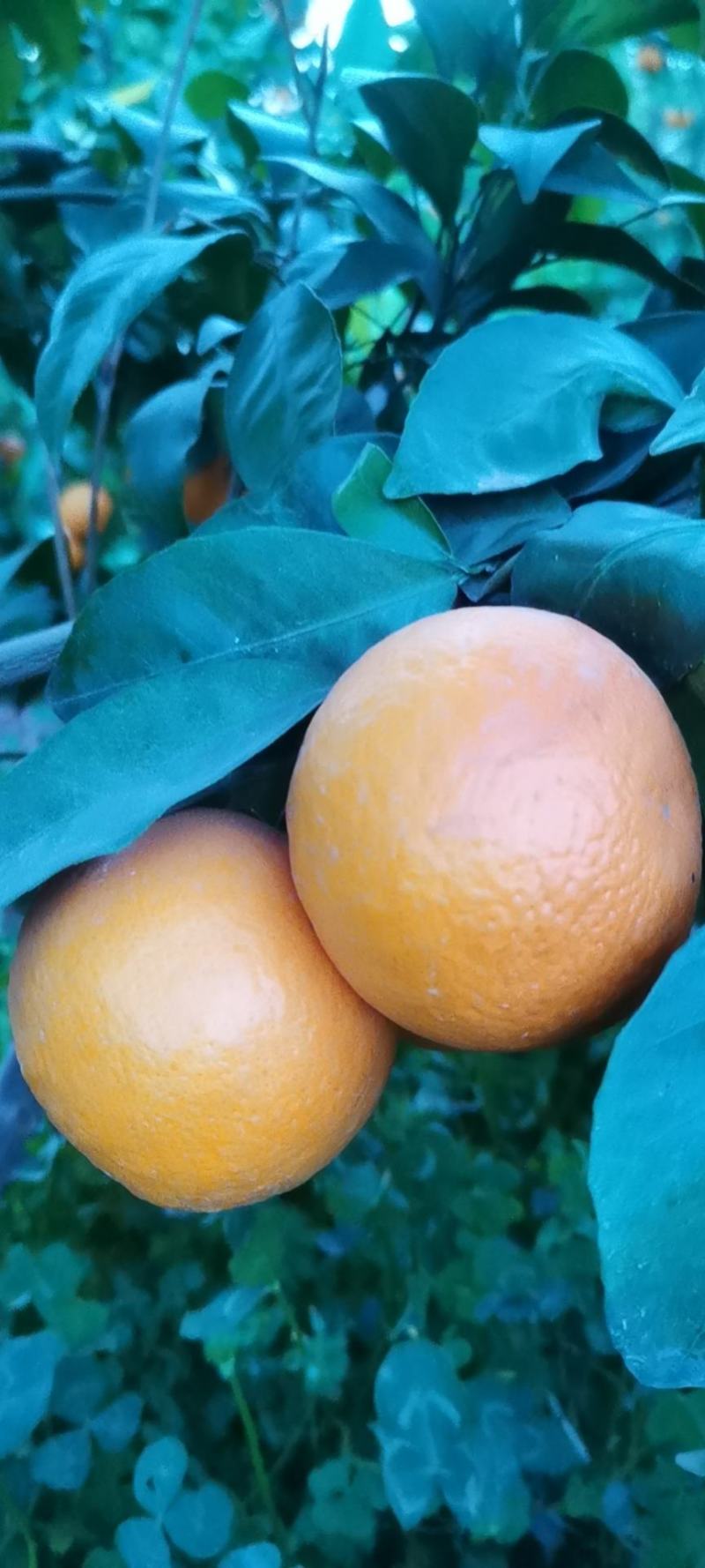 沃柑热销中