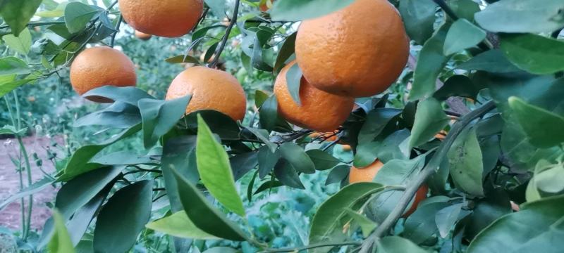沃柑热销中