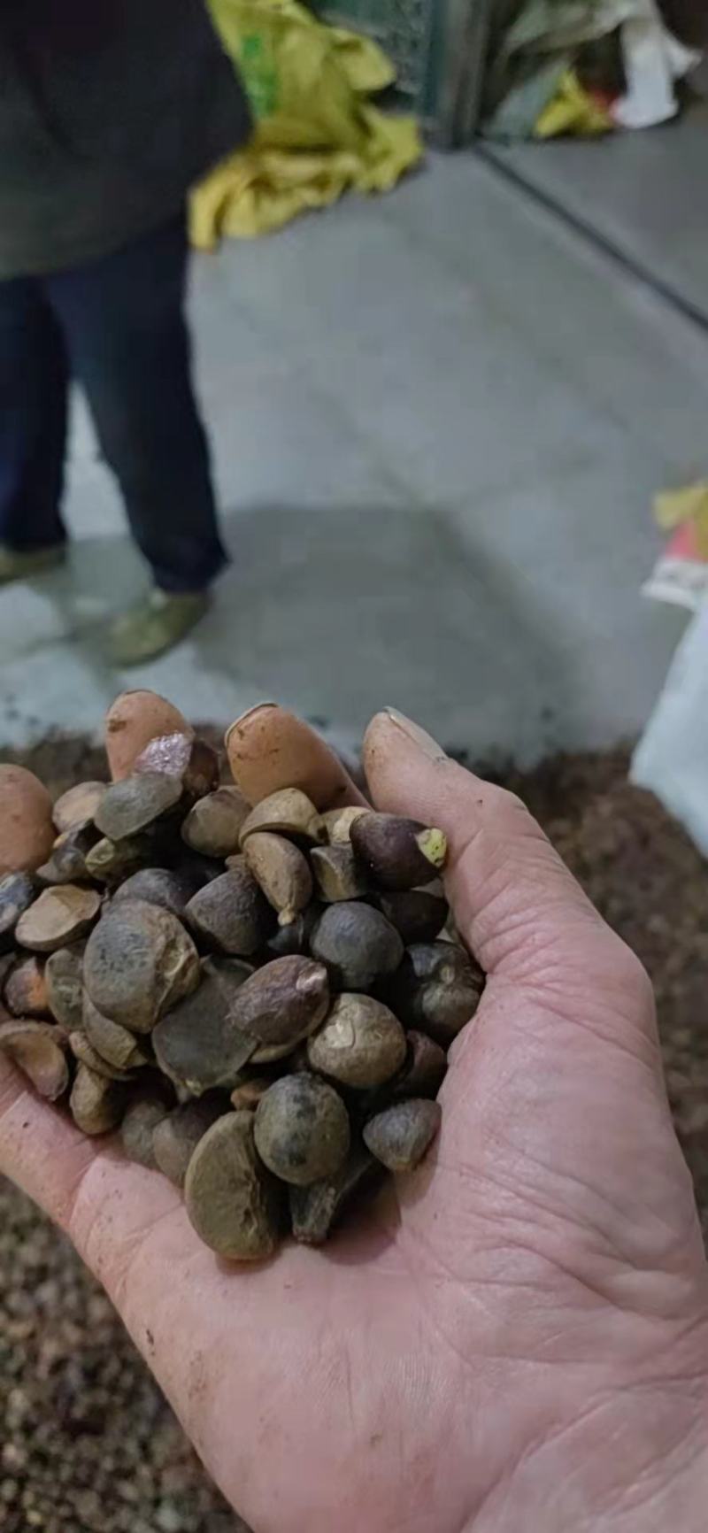 出售油茶种子