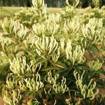 金银花