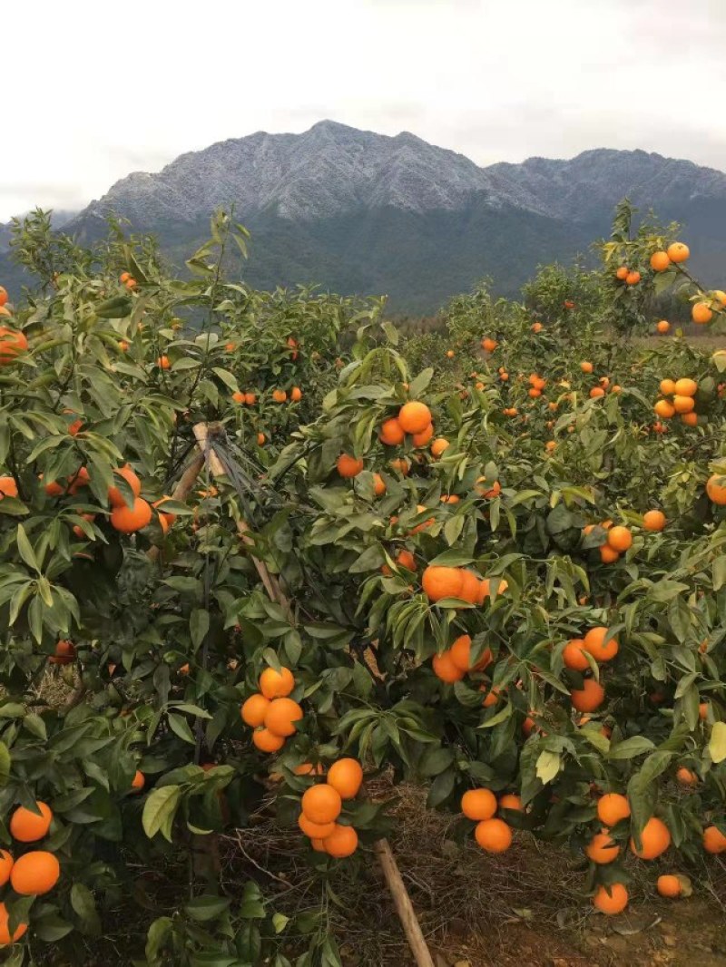 精品沃柑皮薄肉嫩口感香甜产地直供，量大从优，柑橘柑桔