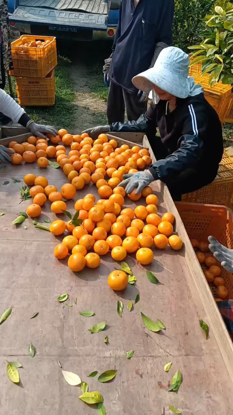 精品沃柑皮薄肉嫩口感香甜产地直供，量大从优，柑橘柑桔