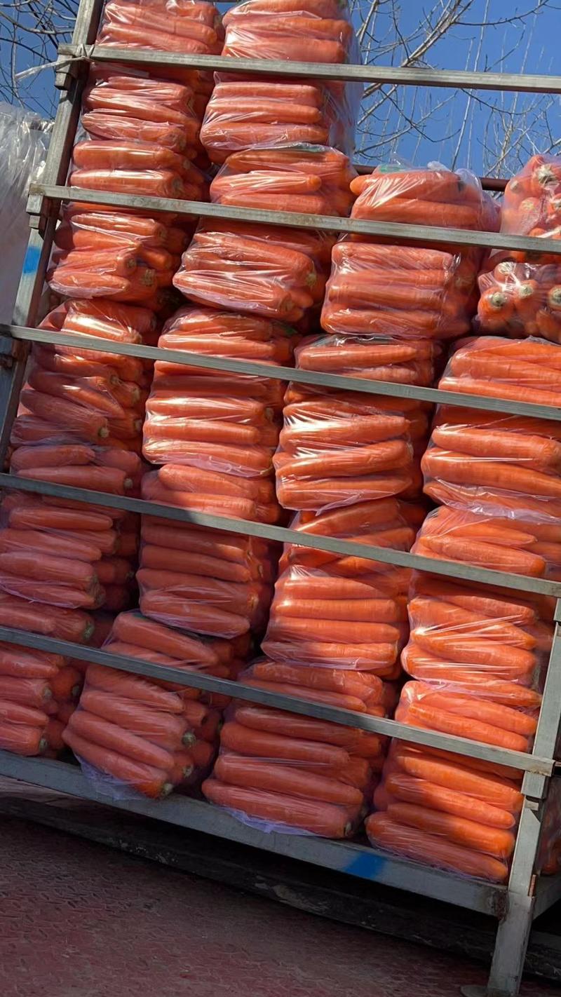 福建厦门莆田泉州萝卜大量上市，精品水洗胡萝卜精品土胡萝