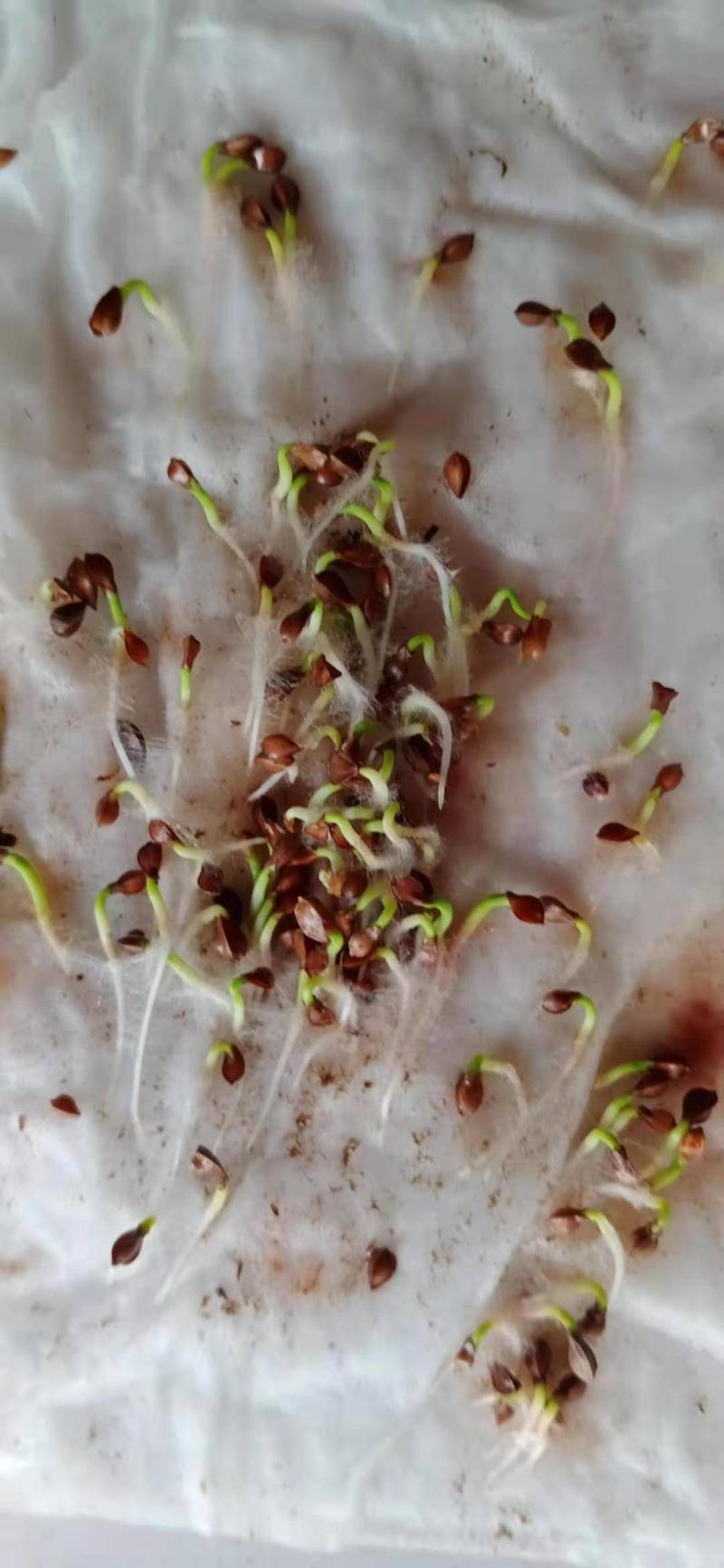 蛋白草产量高达15吨的牧草种子新品种～食叶草种子
