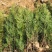 侧柏小苗侧柏苗侧柏基地侧柏价格侧柏树