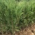 侧柏小苗侧柏苗侧柏基地侧柏价格侧柏树