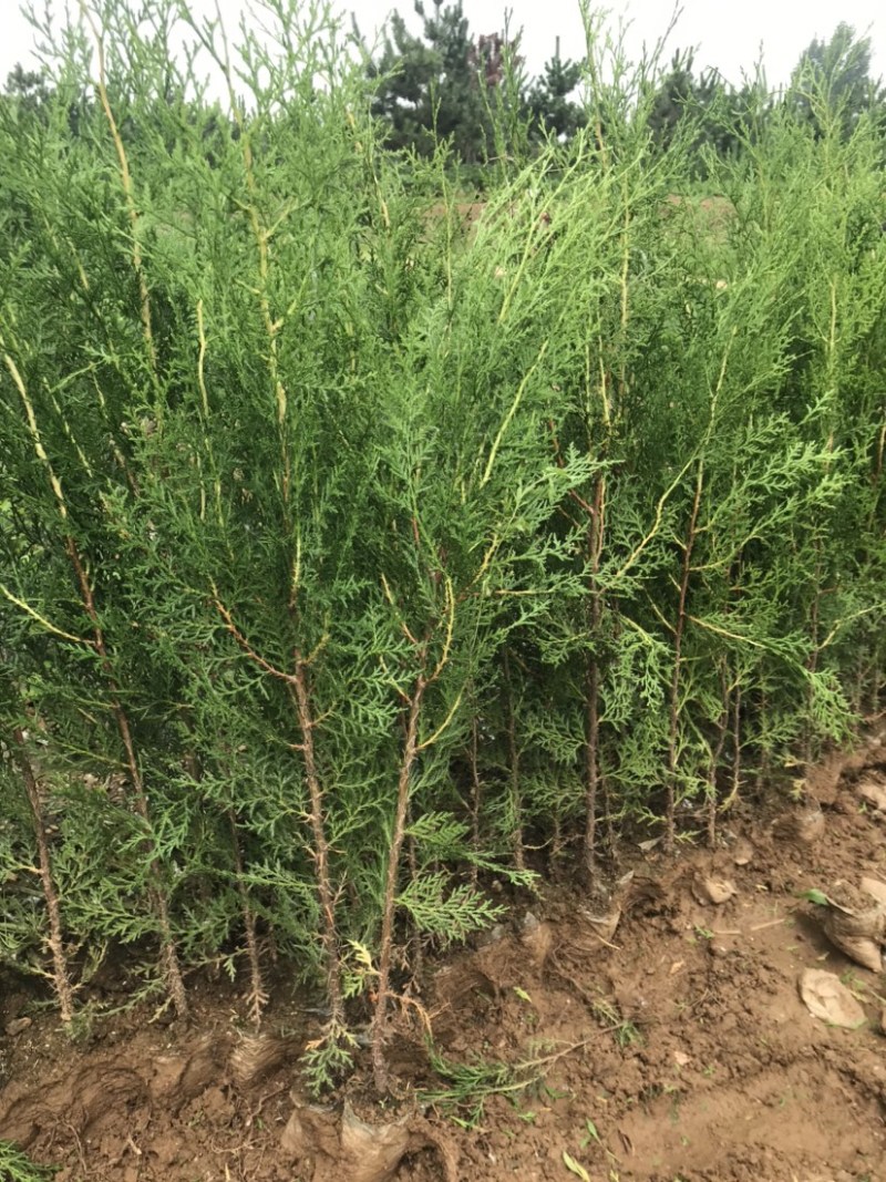 侧柏小苗侧柏苗侧柏基地侧柏价格侧柏树
