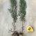 侧柏小苗侧柏苗侧柏基地侧柏价格侧柏树