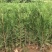 侧柏小苗侧柏苗侧柏基地侧柏价格侧柏树