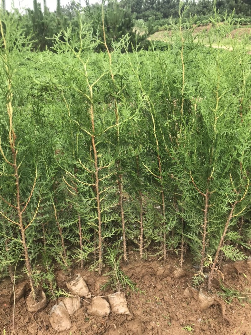 侧柏小苗侧柏苗侧柏基地侧柏价格侧柏树