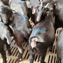 纯种努比亚黑山羊种羊活羊，努比亚黑山羊怀孕母羊，羔羊